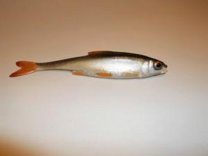  Leurres Souple Fishing Box - Fishing Gardon finess - Leurre  imitation gardon finess 09 9 cm