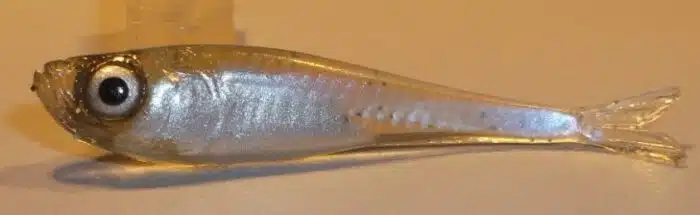 ALEVIN FINESS 3.6 CM REF FIZSN