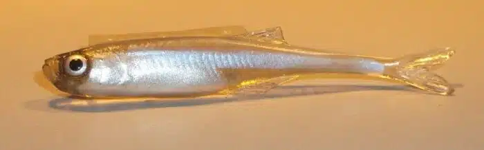 ALEVIN FINESS 5.5CM REF FIZSN