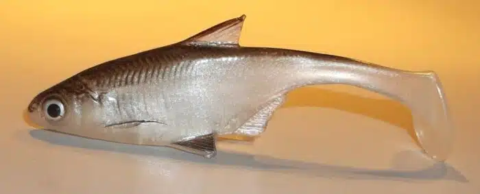 BREME SHAD 7.5CM REF FICP