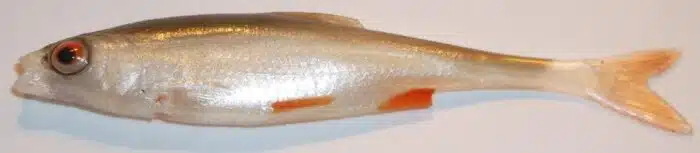 GARDON FINESS 10CM REF FIBZP