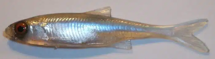 VAIRON FINESS 5.5CM