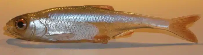VAIRON FINESS 7.5CM